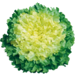 Chicorée scarole