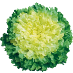 Chicorée scarole