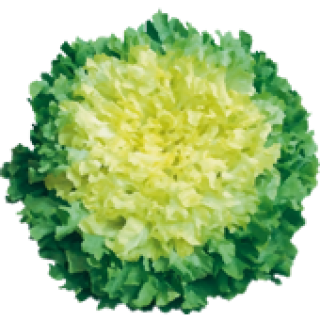 Chicorée scarole