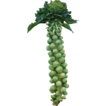 Chou de Bruxelles