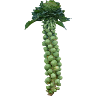Chou de Bruxelles