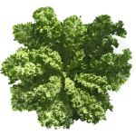 Chou kale