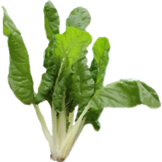 Chou Pak choi