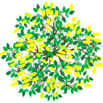 Citronnier