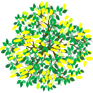 Citronnier