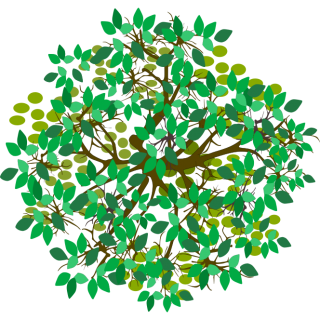 Citronnier vert lime