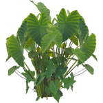 Colocasia