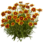 Coréopsis