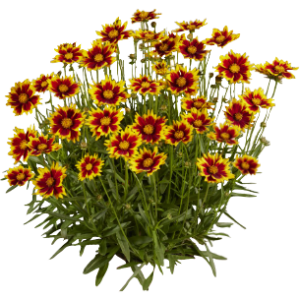 Coréopsis