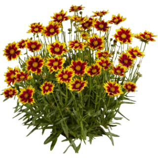 Coréopsis