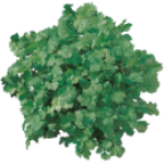 Coriandre