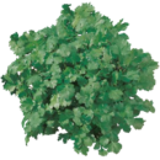 Coriandre