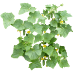 Cornichon