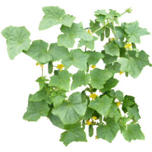 Cornichon