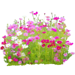 Cosmos