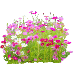 Cosmos