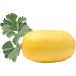 Courge spaghetti