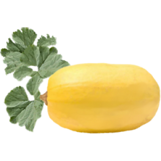 Courge spaghetti