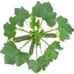 Courgette