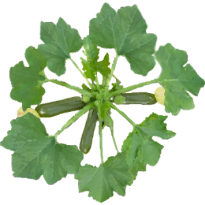 Courgette