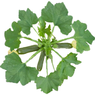 Courgette