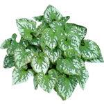 Couvresol 1