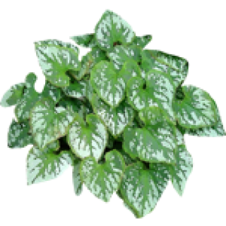 Couvresol 1