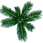Cycas