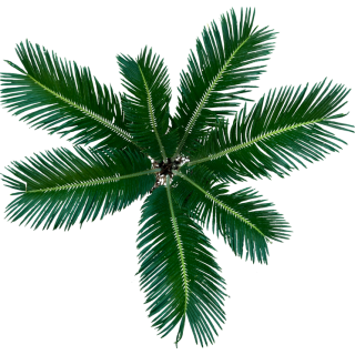Cycas