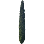 Cyprès