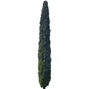 Cyprès
