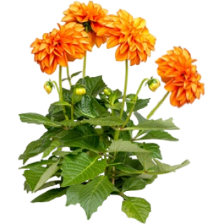 Dalhia orange