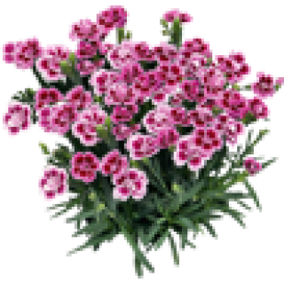 Dianthus