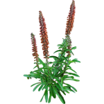 Digitalis parviflora