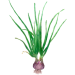 Échalote