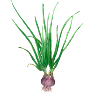 Échalote