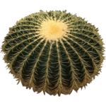 Echinocactus grusonii