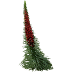 Echium wildpretii