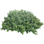 Eleagnus
