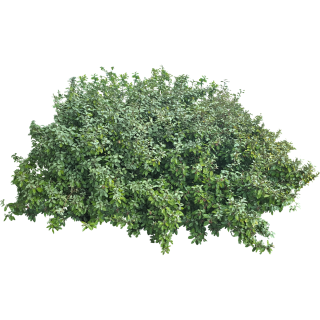 Eleagnus