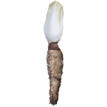 Endive Witloof