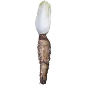 Endive Witloof