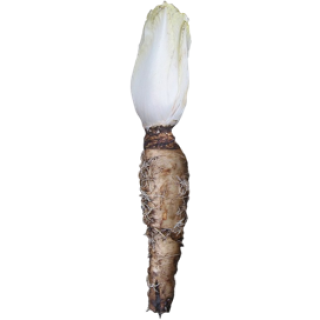 Endive Witloof