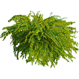 Epine vinette