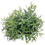 Estragon