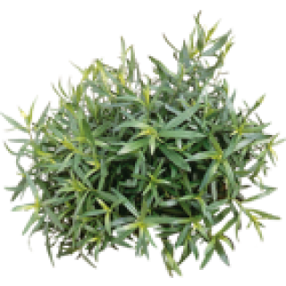 Estragon