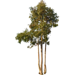Eucalyptus