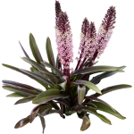 Eucomis comosa