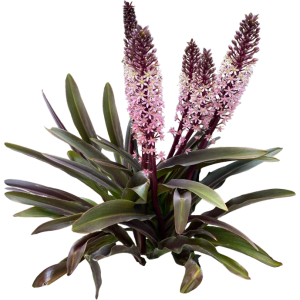 Eucomis comosa