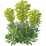 Euphorbe characias